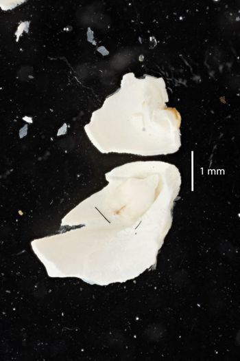 Media type: image;   Malacology 170760 Description: Digital documentation photo of preserved specimen.;